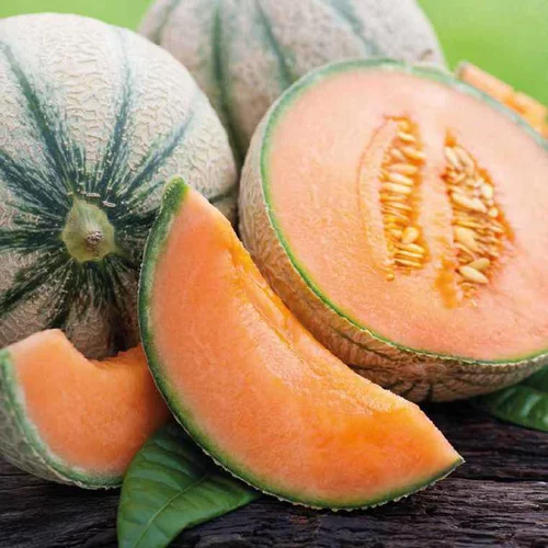Pour profiter dehors：Plant Greffe Melon Brode Bio. Le pot de 1 litre