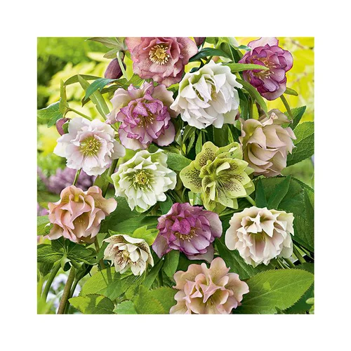 Conçu pour vos extérieurs：Hellébore (ou Rose de Noël) double Mix multicolore - Le pot de 0,75 litres