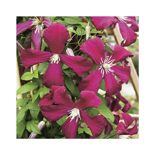 Une idée pour vos extérieurs：CLEMATITE VITICELLA MADAME JULIA CORREVON. Le pot de 3 litres