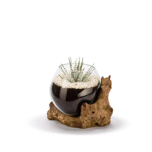 Style au jardin：Racine Amazonia Mix Plantes Ø 25 cm
