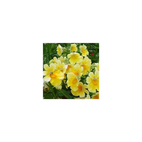 Pour votre espace:Némésia Sunsatia - La jardinière de 50 cm