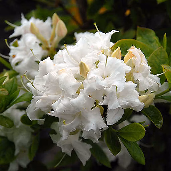 2 x Azalée caduque knaphill blanc – Azalea knaphill | 40 | 50 cm pot