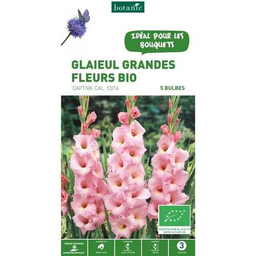 Pour mieux organiser votre jardin:Glaïeul à grandes fleurs bio Captiva rose botanic® - 5 bulbes
