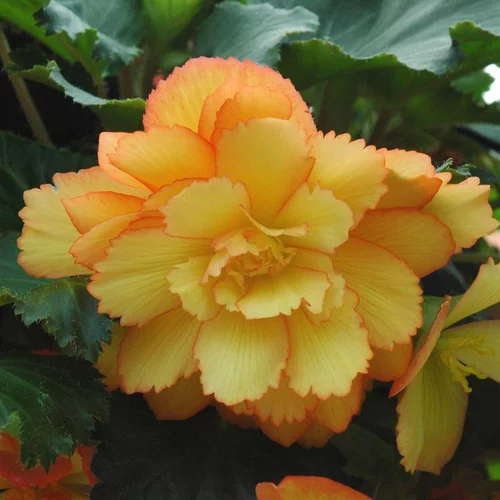 Pour plus de confort à l’extérieur:Bégonia Tubéreux à fleurs multicolores - Le pot de 0,7 litre