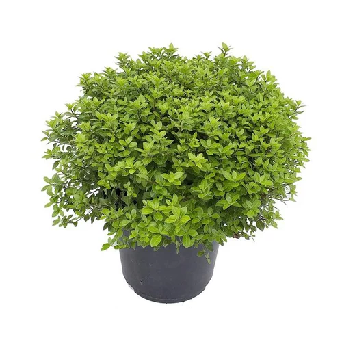 Jardin & déco：Pittosporum Tenuifolium Midget. Le pot de 5 litres