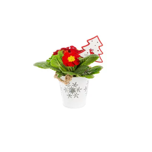 Facile jardin：Primula Pot Zinc Focon blanc