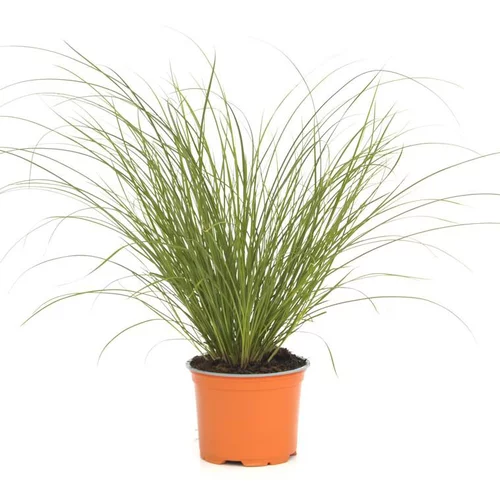 Une solution adaptée au jardin:Carex Testacea Prairie Fire - Le pot de 3 litres