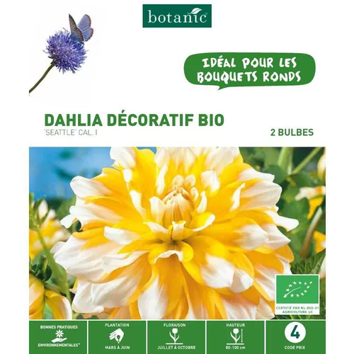Pour mieux aménager votre jardin:Dahlia Pompon Seattle bio jaune blanc botanic® - 2 bulbes