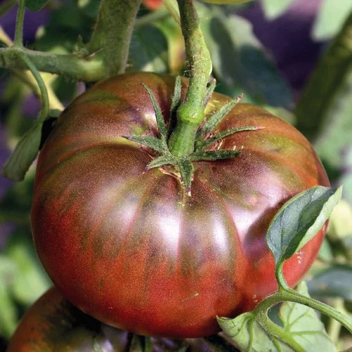 Jardin loisirs：Plant Greffé De Tomate Côtelée Noire De Crimée Bio. Le pot de 9x9 cm