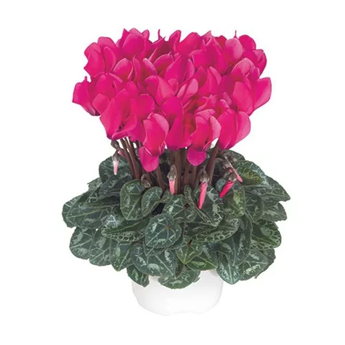 Jardin à vivre：Mini cyclamen fuchsia vif - Le pot de diamètre 10,5 cm