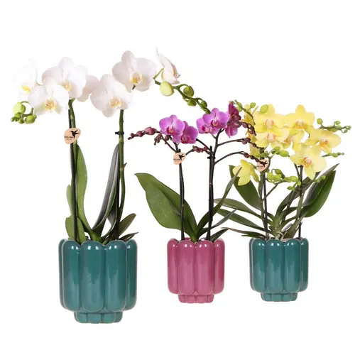 Pour l’univers du jardin:Orchidée Phalaenopsis 2 branches botanic® avec son cache-pot
