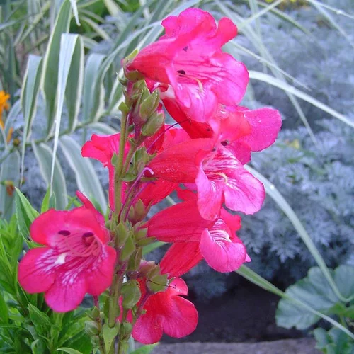 Extérieur essentiel：Penstemon - Le pot de 4 litres