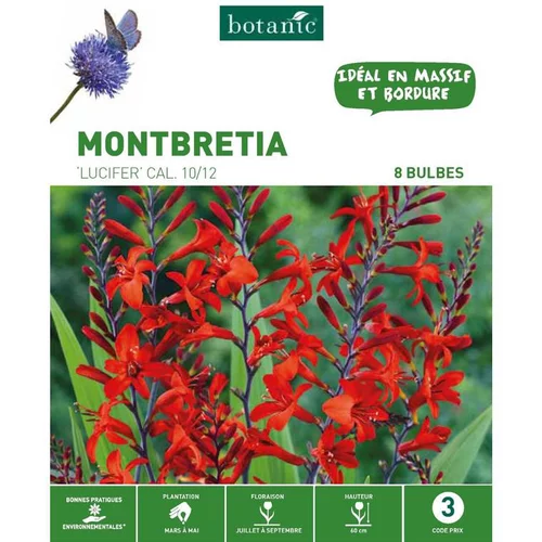 Extérieur déco：Montbretia Lucifer rouge botanic® - 8 bulbes