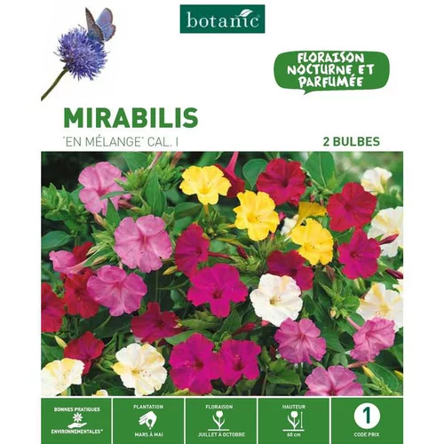 Facile au jardin：Mirabilis Jalapa Mélange botanic® - 2 bulbes