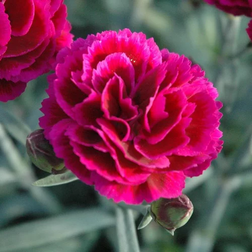 Jardin nature：Œillet d'Inde - Le pot de 1 litre