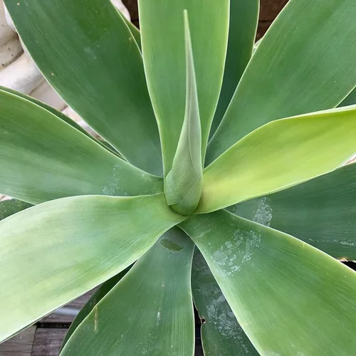 Qualité au jardin：Agave Attenuata. Le pot de 8 litres