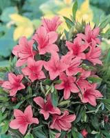 Idéal pour le jardin：Azalée Japonaise variée (Azalea Japonica) pyramide. Le pot de 12 litres