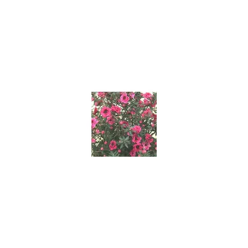 Votre allié au jardin：Leptospermum - Le pot de 1 litre