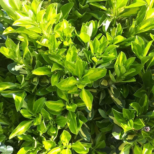 Un choix pratique pour l’extérieur：Euonymus Japonicus Aureopictus (fusain du Japon) en pot de 18 L jaune
