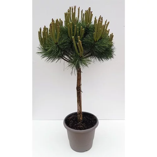 À adopter au jardin：Pin (Pinus) Nigra Brepo 1/4 tige. Le pot déco de 10 litres