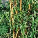 Pour mieux profiter du jardin：Bambou Phyllostachis Aureosulcata Aureocaulis jaune en pot de 18 L