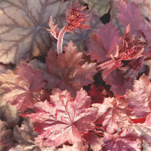 Jardin & déco：Heuchère ou Désespoir du peintre varié à fleurs multicolores - Le pot Ø 10,5 cm