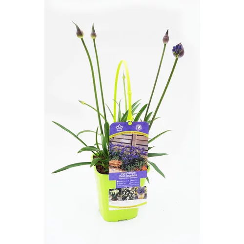 Au service de votre jardin：Agapanthe X Ever Sapphire Bleu en pot de 4 L
