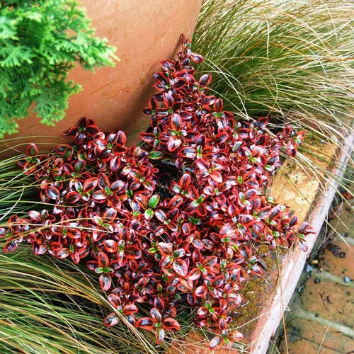 Pour mieux aménager vos extérieurs：Coprosma Repens X Ignite cov multicolore en pot de 4 L