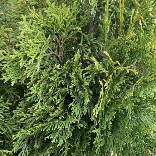 Le choix pour le jardin：Thuya occidental ou Thuya du Canada Emeraude vert. Le pot de 7,5 litres, 80/100 cm