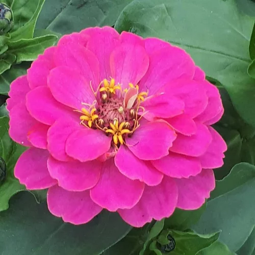 Solution maison:Zinnia à grandes fleurs - Le pack de 4
