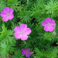 Vie au jardin：Géranium vivace - Le pot de 2,5 litres