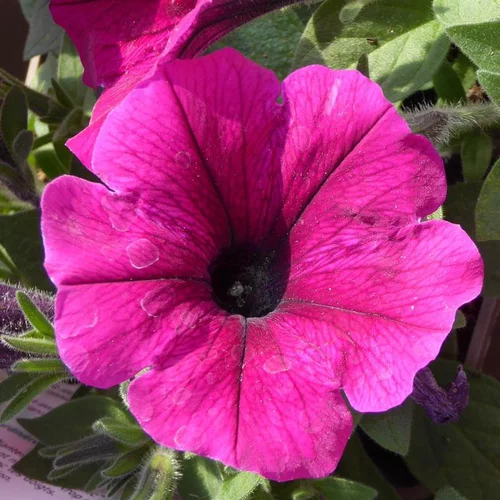 Le choix pour le jardin：Pétunia retombant - Le sac à suspendre