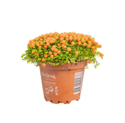 Choix extérieur：Nertera (Plante corail) orange. Le pot Ø 12 cm
