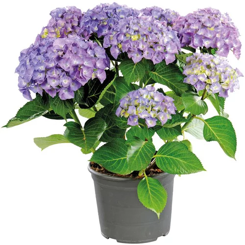 Essentiel nature:Hydrangea Macrophylla Music Collection - Pot de 5L