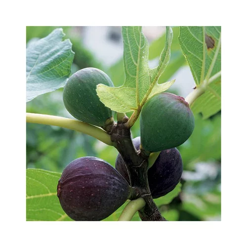 Jardin bien-être:Figuier Sultane Bio. Le pot de 15 litres, forme touffe