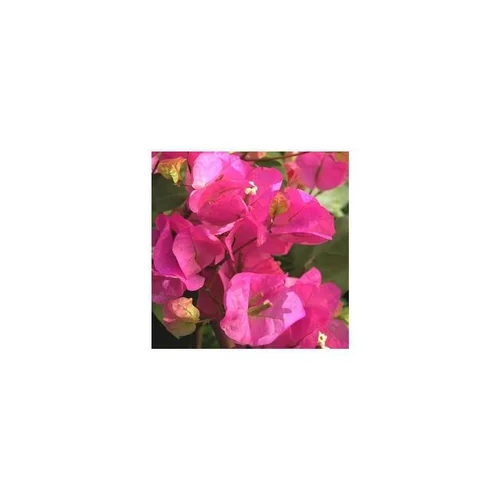 Espace vert moderne：Bougainvillée Tippi - Le pot de 5 litres