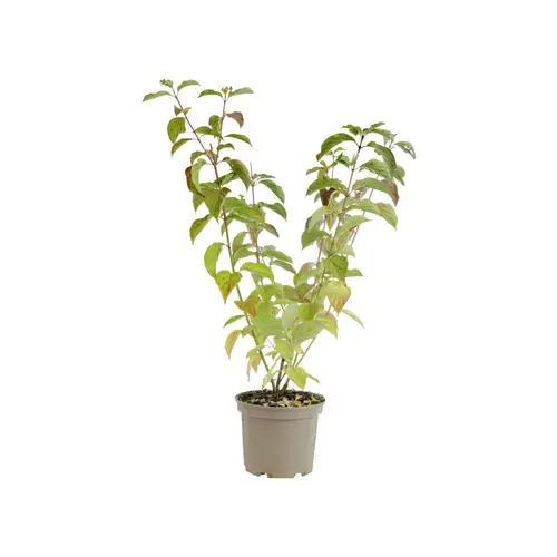 Solution simple:Cornus Mas coloris jaune – 3 L