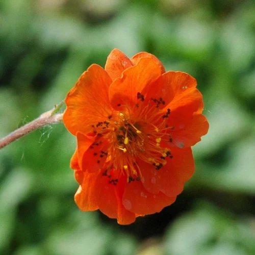 Jardin et nature:Benoîte ou Geum à fleurs multicolores - Le pot de 1 litre