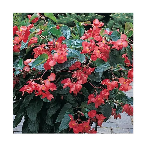Vie au jardin：Begonia Big - La coupe de 25 cm
