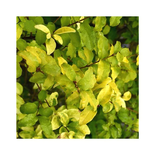 Jardin choix:Troène Ligustrum Ovalifolium Lemon & Lime jaune en pot