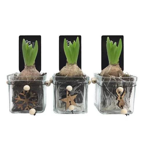 Jardin quotidien:Jacinthe en pot déco. La composition de 8 cm
