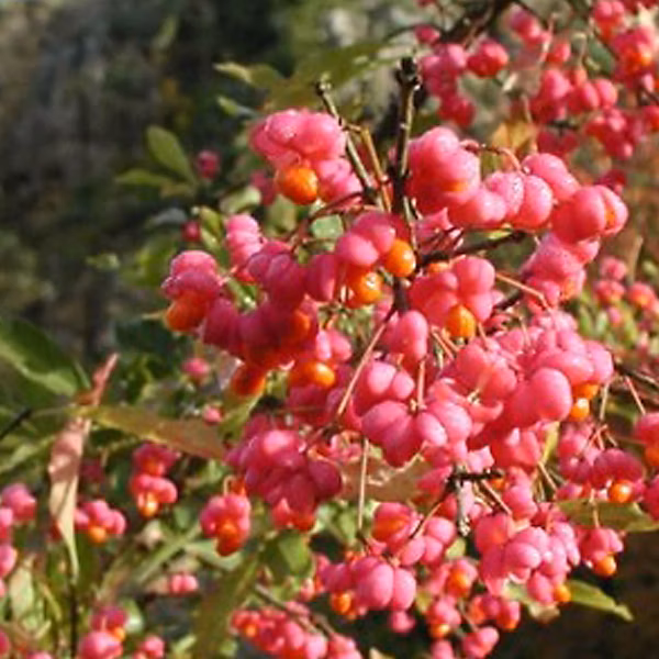 2 x Fusain d'Europe | Euonymus europaeus – 60 – 80 cm pot