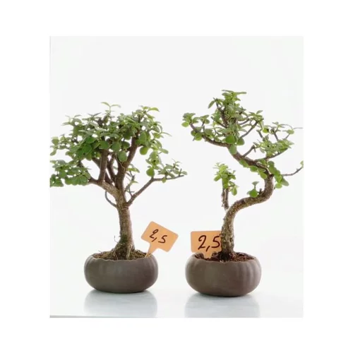 Jardin et nature:Plante coloris vert portulacaria kusamono