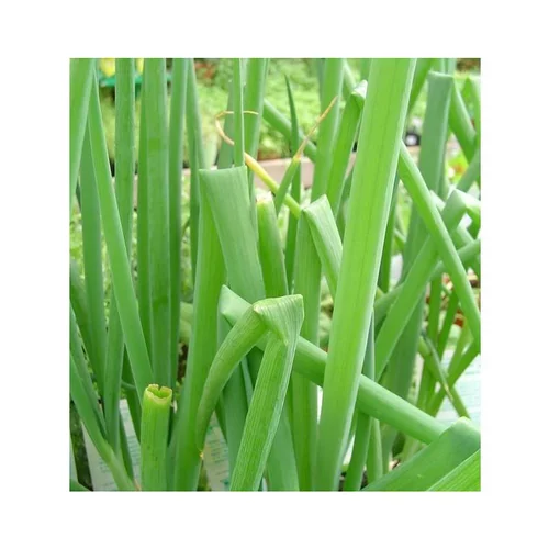 Adapté à votre jardin：Oignon Rocambole Bio. Le pot de 1 litre