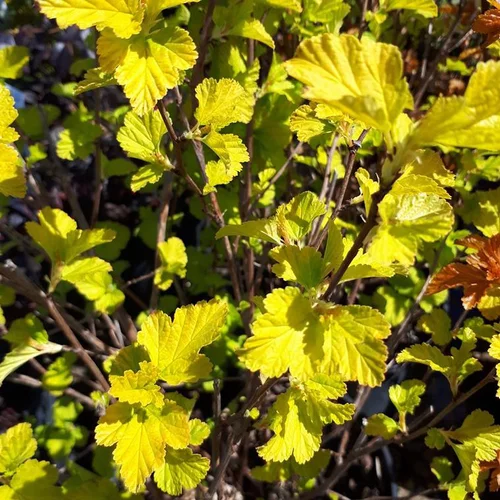 Idée extérieure:Physocarpe Angel Gold (Physocarpus Opulifolius). Le pot de 5 litres
