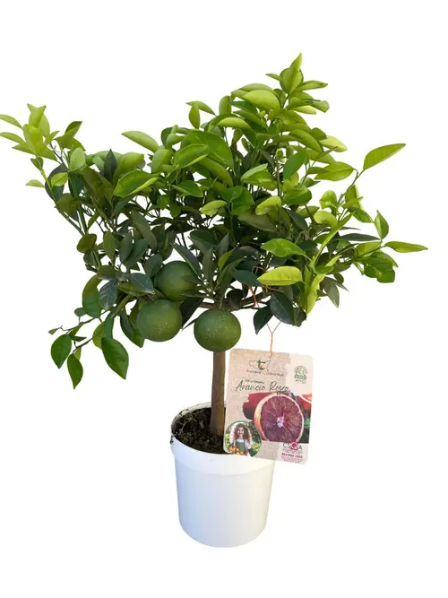 Jardin et nature：Oranger sanguine coloris orange - 5 L