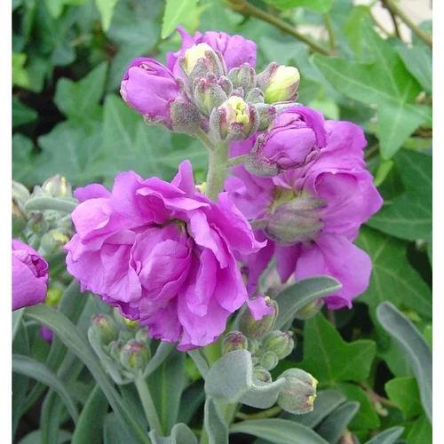 Équipement pour le jardin：Giroflée de Nice - La barquette de 6 plants