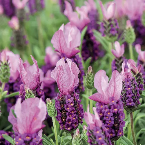Esprit jardin:Lavande Stoechas Madrid Purple coloris violet – 3 L