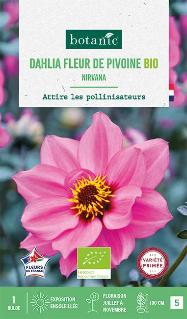 Mieux dehors:Bulbe de fleurs Dahlia nain simple Nirvana bio botanic® - 1 bulbe