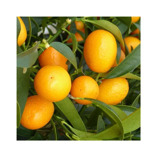 Pour plus de confort à l’extérieur：Kumquat. Le pot de 30 litres